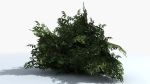Fern Shrub Bush