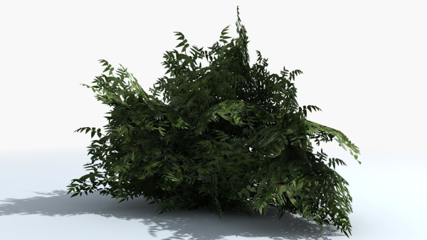 Fern Shrub Bush