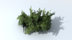 Fern Shrub Bush