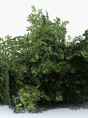 Fern Shrub Bush