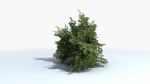 Fern Shrub Bush