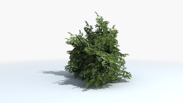 Fern Shrub Bush