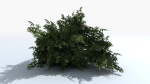Fern Shrub Bush