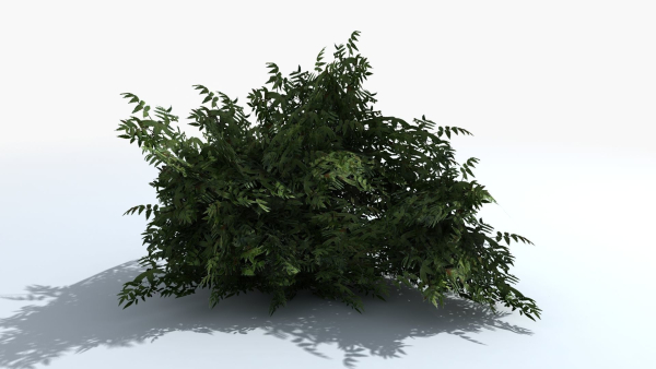 Fern Shrub Bush