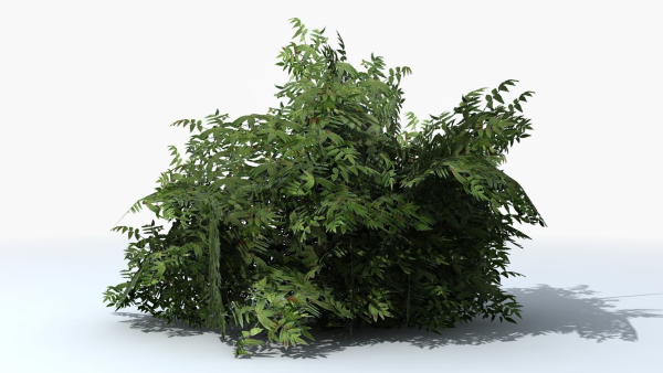 Fern Shrub Bush