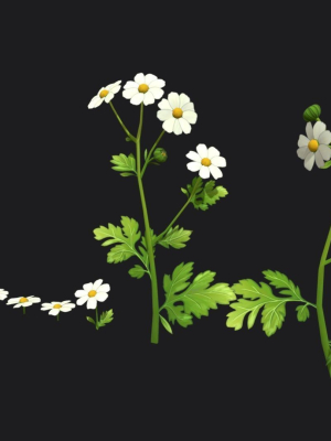 Feverfew stylized plant
