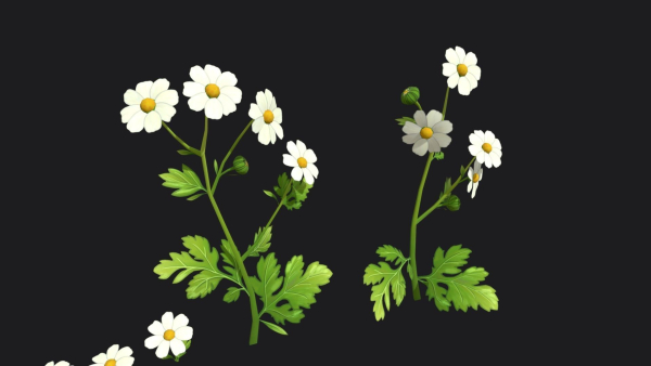 Feverfew stylized plant