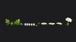 Feverfew stylized plant