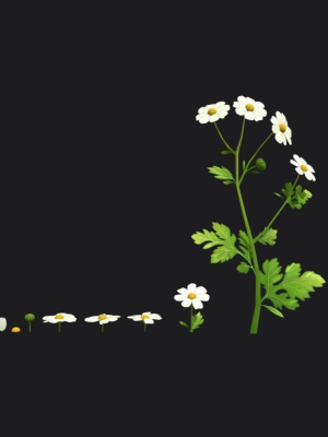 feverfew-stylized-plant-3d-model-f5a3f6c683