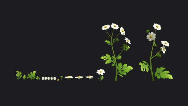 Feverfew stylized plant