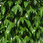 Ficus benjamina