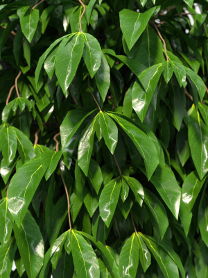 ficus-benjamina-3d-model-max-obj-fbx