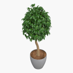 Ficus benjamina
