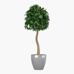 Ficus benjamina