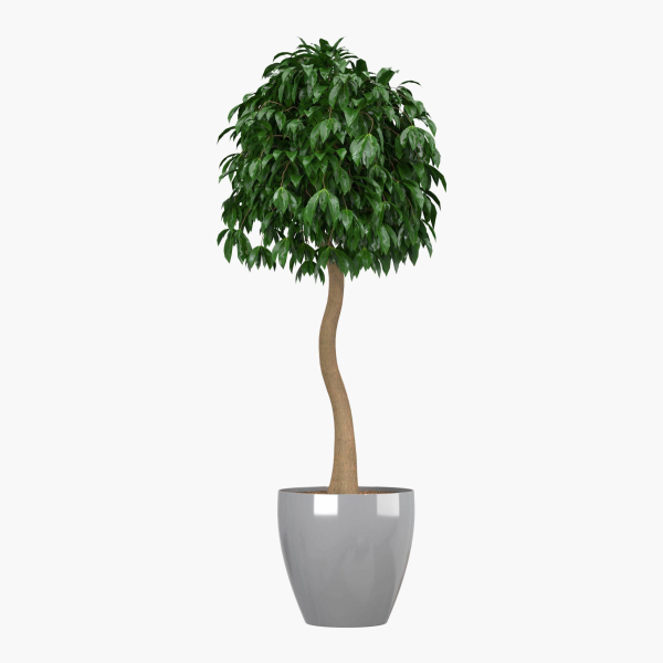 Ficus benjamina
