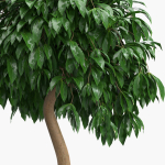 Ficus benjamina