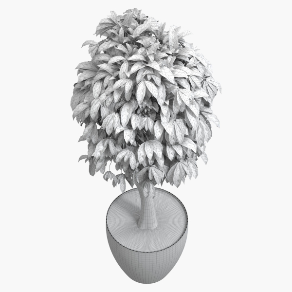 Ficus benjamina