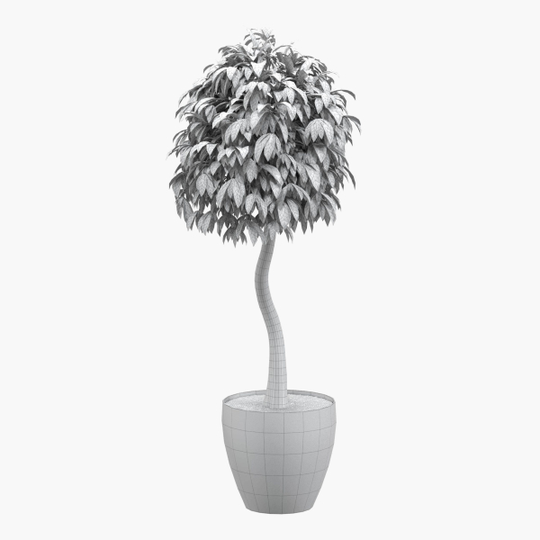 Ficus benjamina