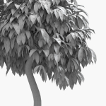 Ficus benjamina