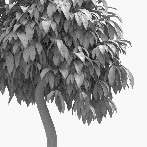 Ficus benjamina