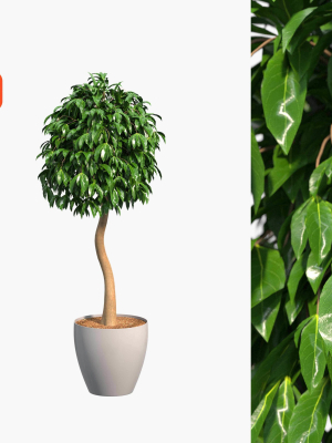 Ficus benjamina
