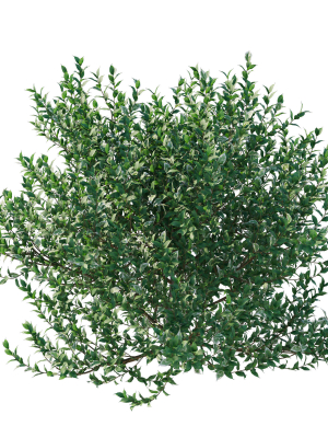 ficus-benjamina-golden-king-weeping-fig-02-3d-model-046e081a28