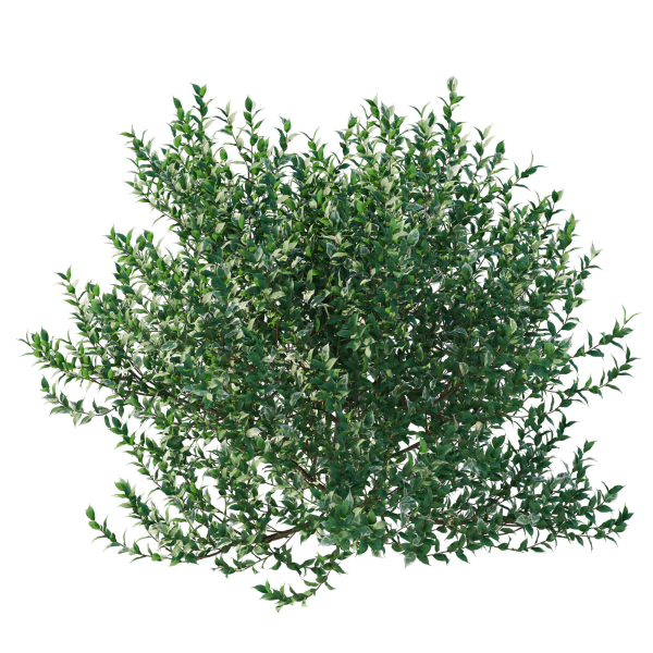 Ficus Benjamina Golden King Weeping Fig 02
