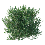 Ficus Benjamina Golden King Weeping Fig 02
