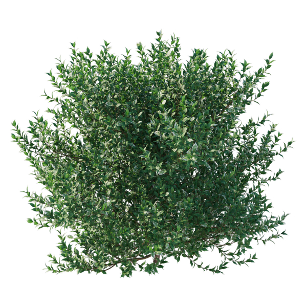 Ficus Benjamina Golden King Weeping Fig 02