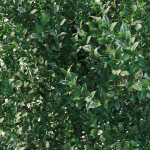 Ficus Benjamina Golden King Weeping Fig 02
