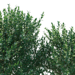 Ficus Benjamina Golden King Weeping Fig 02