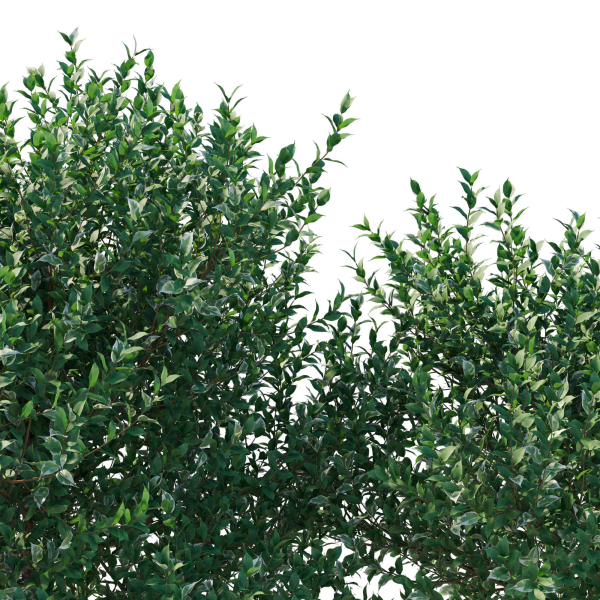 Ficus Benjamina Golden King Weeping Fig 02