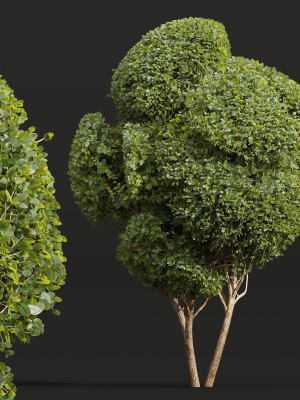 ficus-concinna-bonsai-3-different-bushes-3d-model-005a2b012c