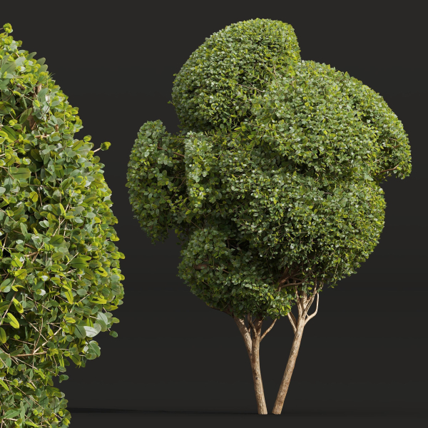 Ficus Concinna Bonsai- 3 different bushes