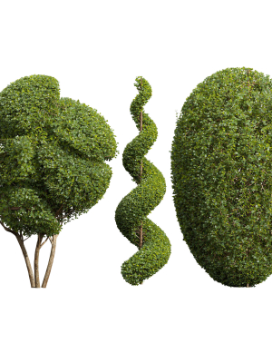 Ficus Concinna Bonsai- 3 different bushes