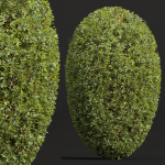 Ficus Concinna Bonsai- 3 different bushes