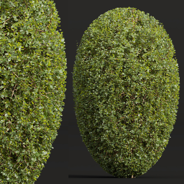 Ficus Concinna Bonsai- 3 different bushes