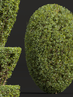 ficus-concinna-bonsai-pruned-7-3d-model-2a32234e6d