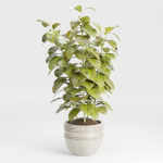 Ficus elastica plant vol 126-Blender
