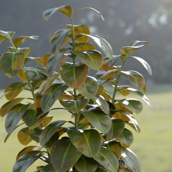 Ficus elastica plant vol 126-Blender