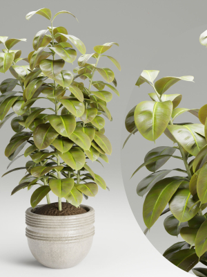 Ficus elastica plant vol 126-Blender
