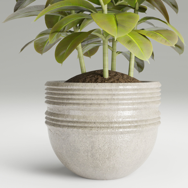 Ficus elastica plant vol 126-Blender