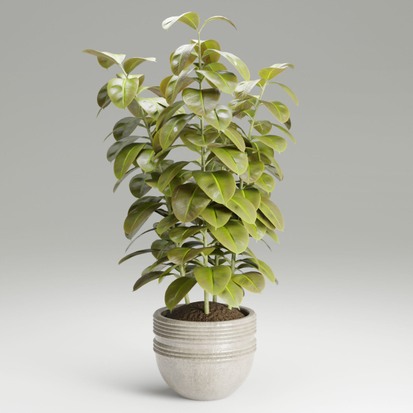 Ficus elastica plant vol 126-Blender
