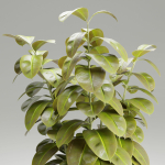 Ficus elastica plant vol 126-Blender