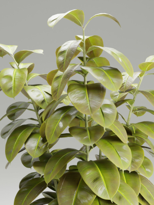 ficus-elastica-plant-vol-126-blender-3d-model-fae37f4800