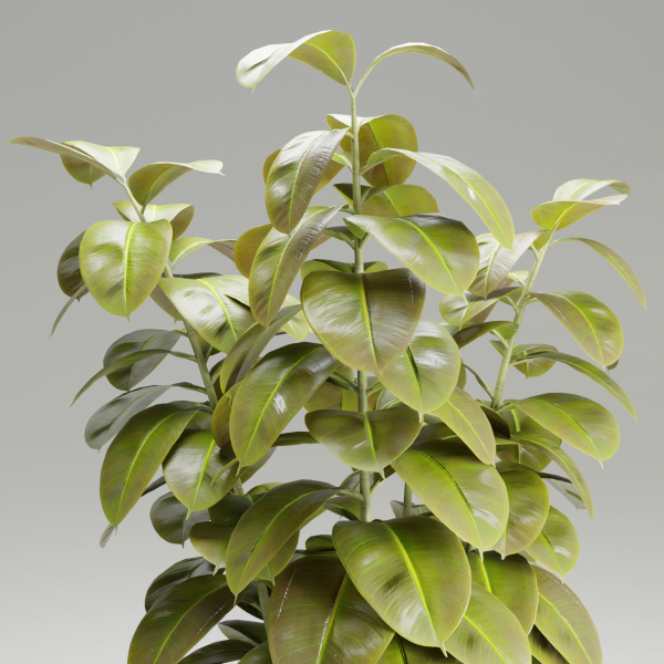 Ficus elastica plant vol 126-Blender