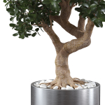 Ficus Microcarpa in Steel Planter