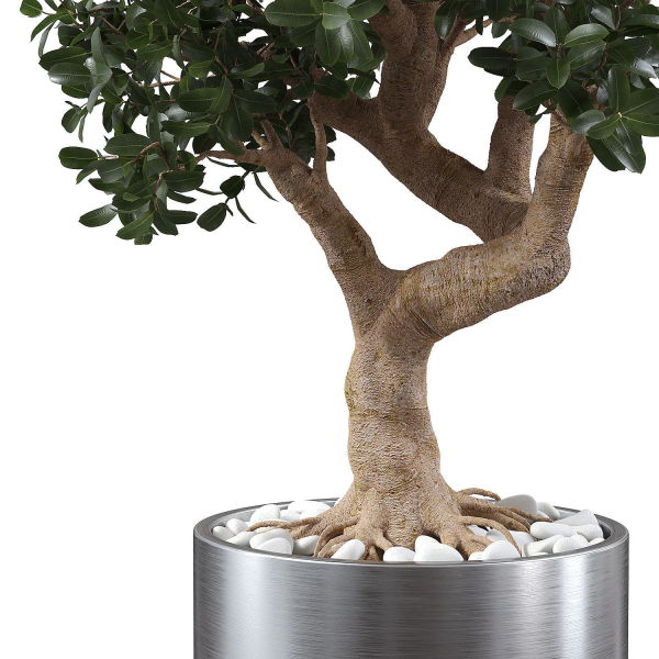 Ficus Microcarpa in Steel Planter