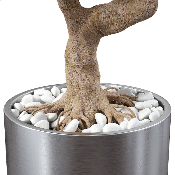 Ficus Microcarpa in Steel Planter