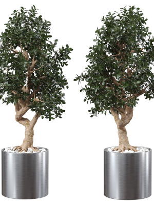 ficus-microcarpa-in-steel-planter-3d-model-beb9b03715